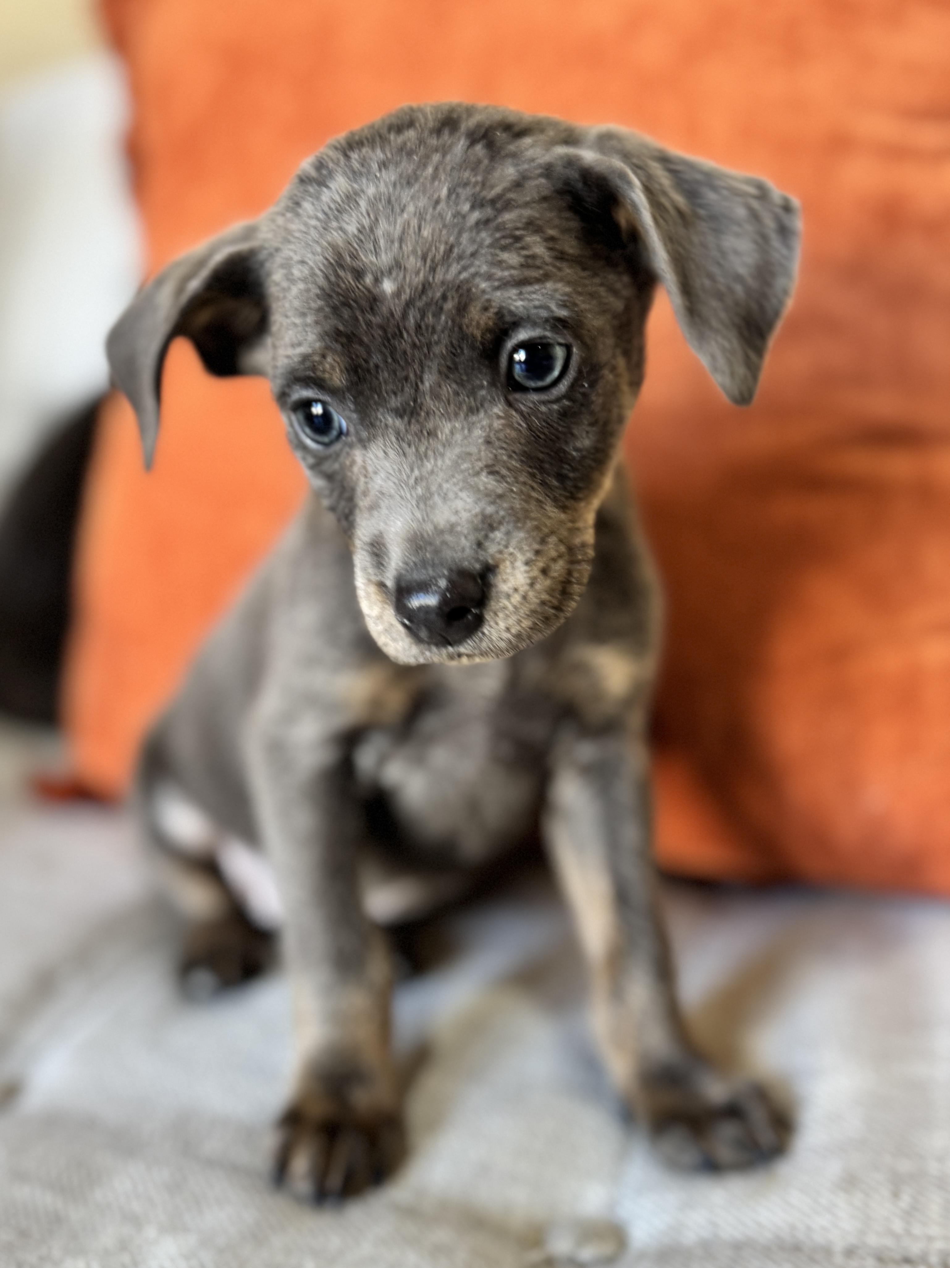 Tater, a Adoptable mixed breed in SYLVANIA, GA image 4/6