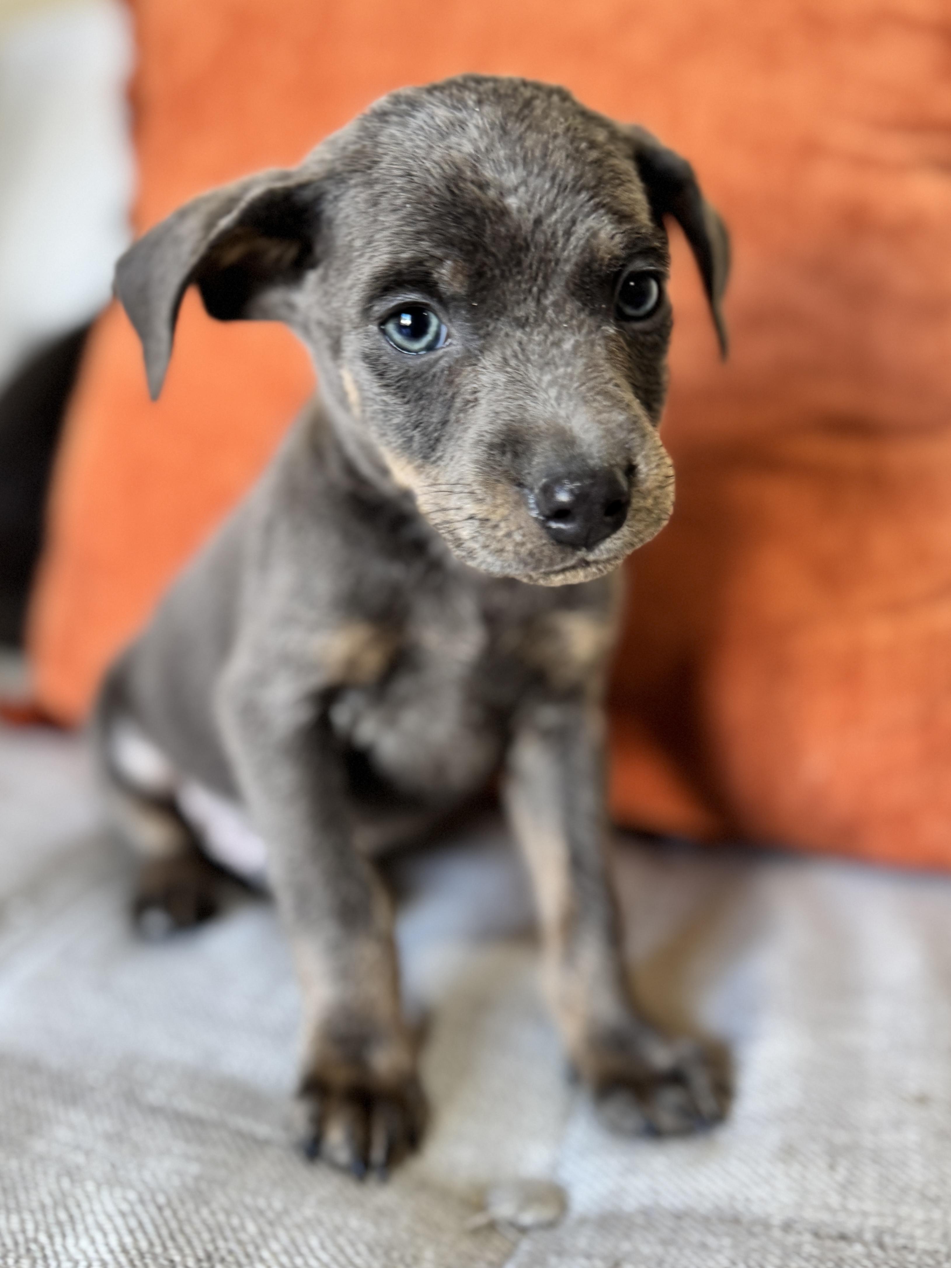 Tater, a Adoptable mixed breed in SYLVANIA, GA image 5/6