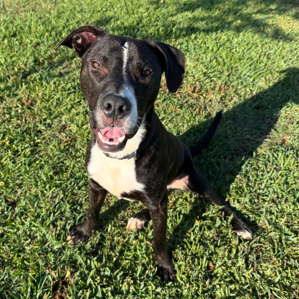 Enlarge Clyde, a Adoptable Mixed Breed in Webster, TX image 1/6