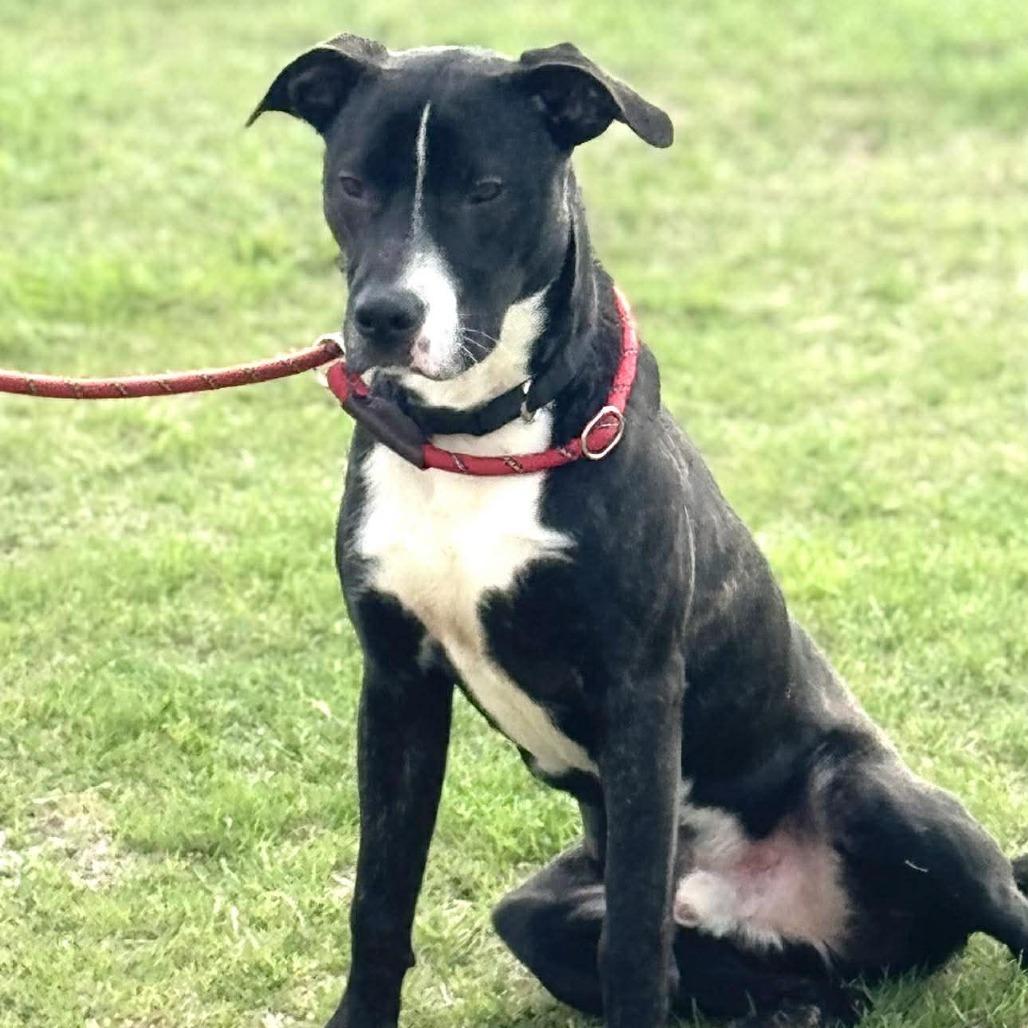 Enlarge Clyde, a Adoptable Mixed Breed in Webster, TX image 3/6