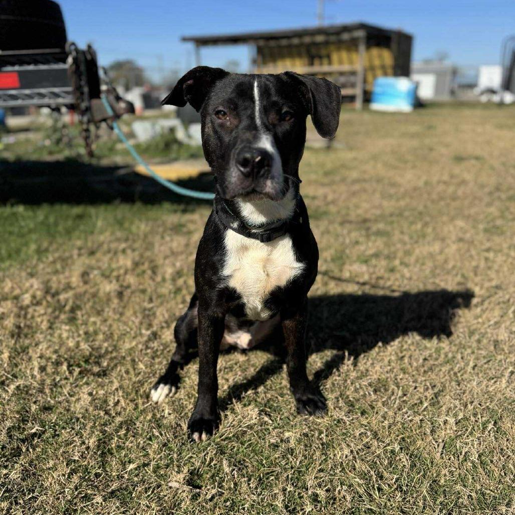 Enlarge Clyde, a Adoptable Mixed Breed in Webster, TX image 4/6