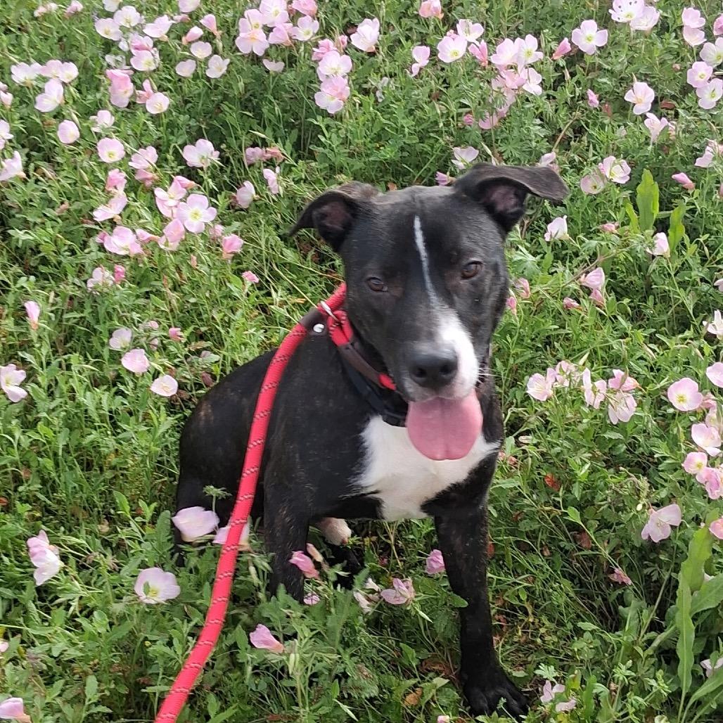 Enlarge Clyde, a Adoptable Mixed Breed in Webster, TX image 5/6