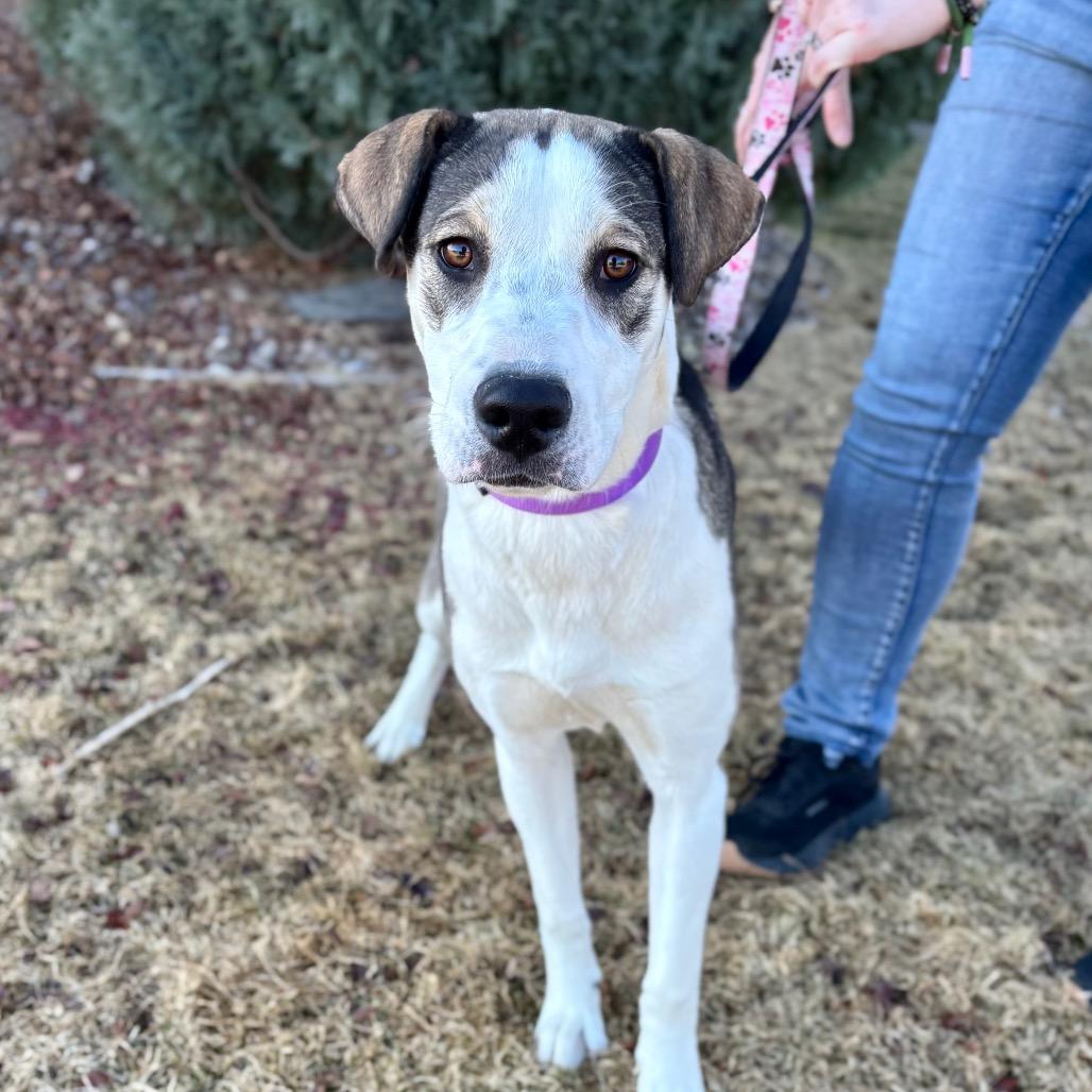 Jessie, a Adoptable mixed breed in Great Falls, MT image 1/2