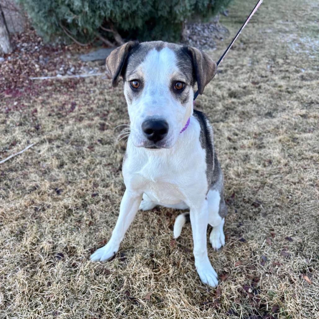 Jessie, a Adoptable mixed breed in Great Falls, MT image 2/2