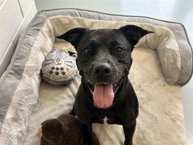 LILY, Adoptable, Adult Female Pit Bull Terrier.