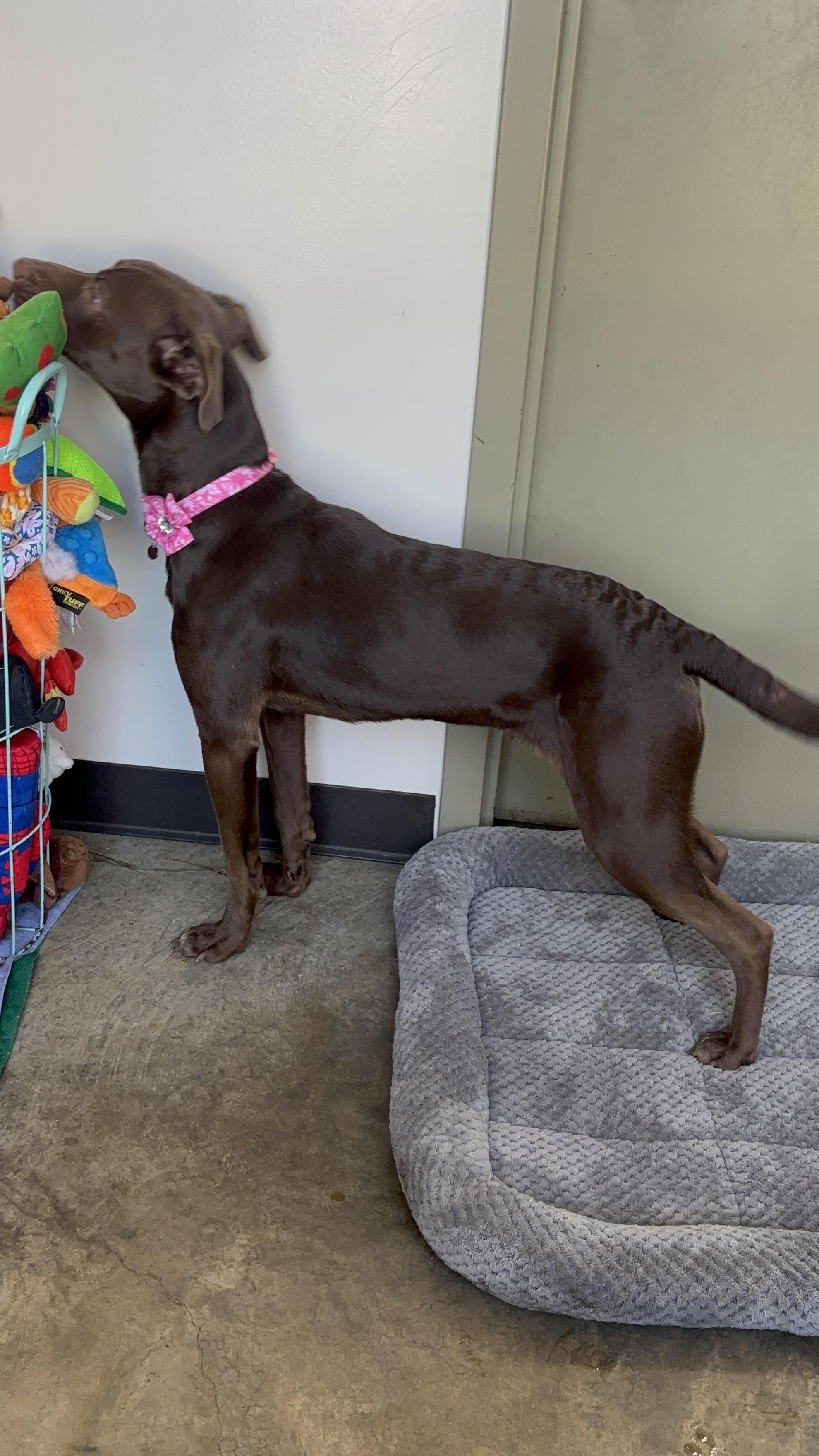 Rosie, ADOPTABLE, Young Female Chocolate Labrador Retriever & German Shorthaired Pointer.