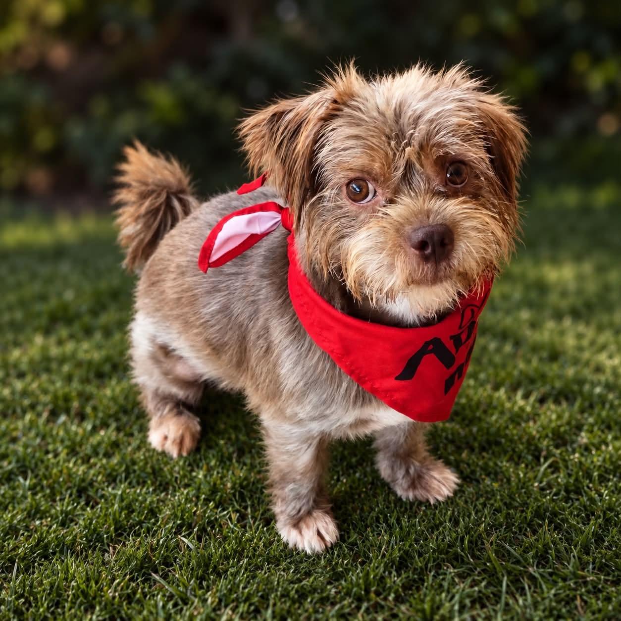 Red - Little Man, BIG Personality, Adopted, Adult Male Shih Tzu & Yorkshire Terrier.