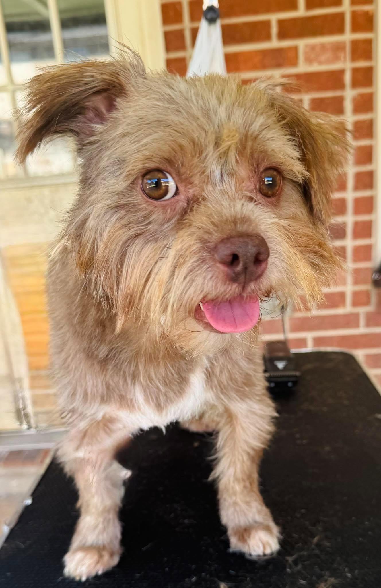 Enlarge Red - Little Man, BIG Personality, a Adopted mixed breed in West Dundee, IL image 5/5