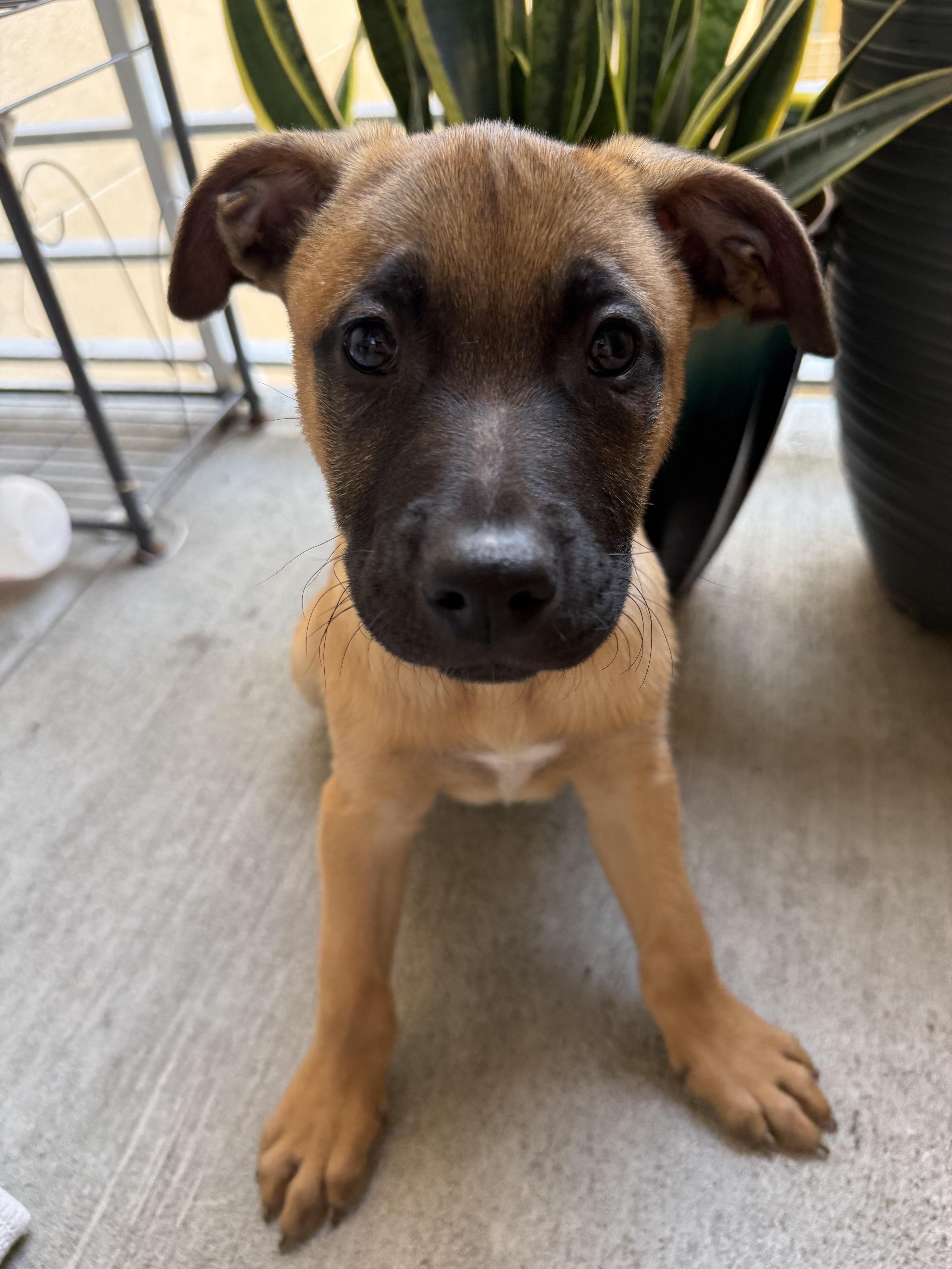 Enlarge Baloo, a ADOPTABLE mixed breed in Los Angeles, CA image 2/2