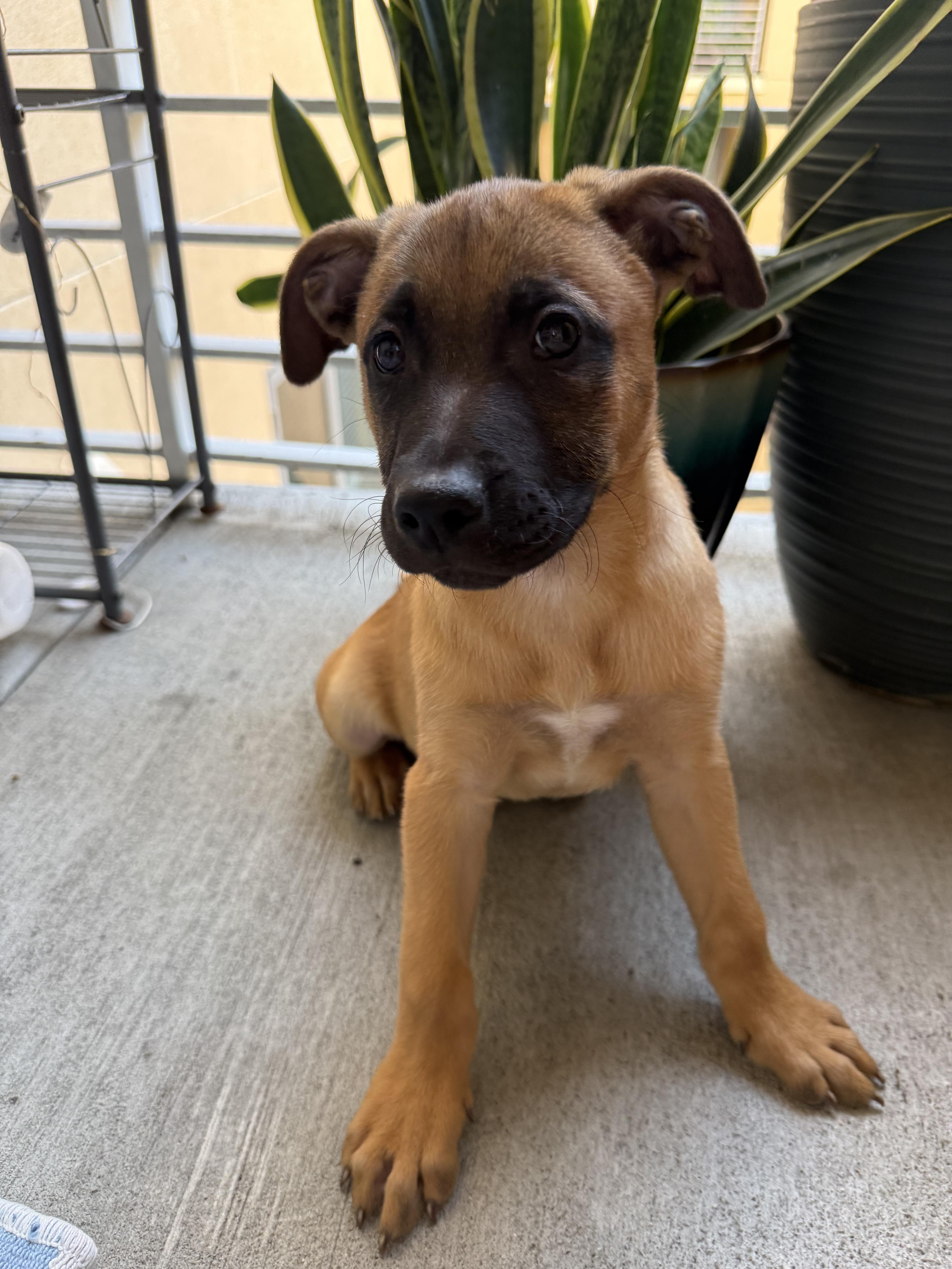 Enlarge Baloo, a ADOPTABLE mixed breed in Los Angeles, CA image 1/2