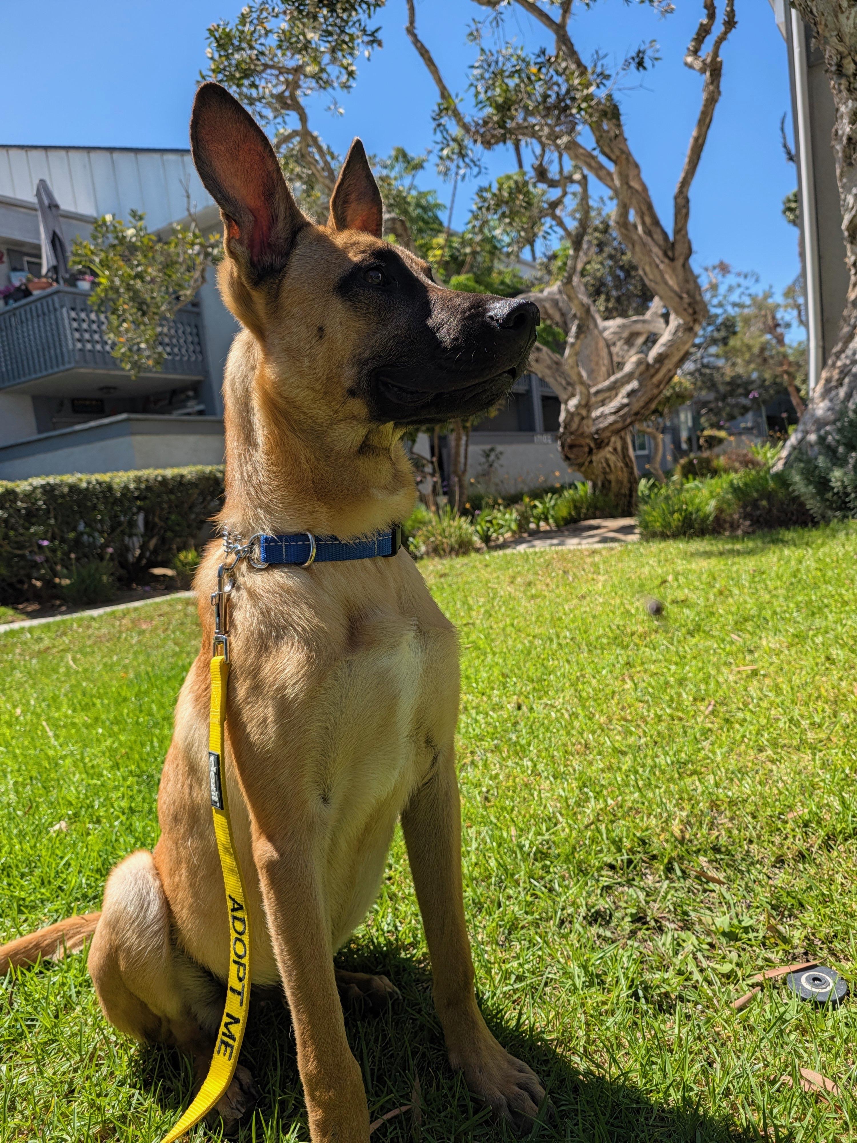 Enlarge Baloo, a Adoptable mixed breed in Los Angeles, CA image 1/4
