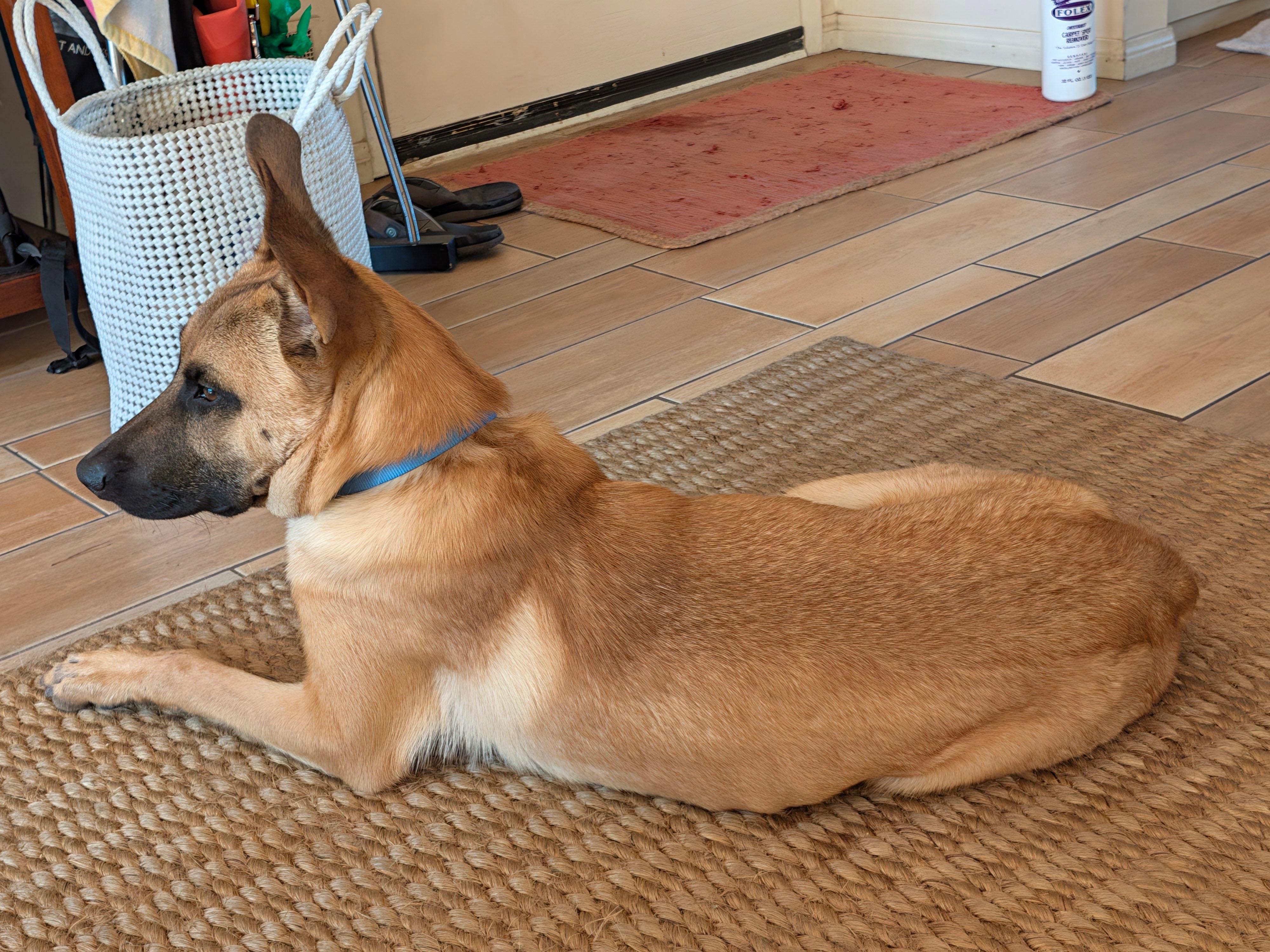 Enlarge Baloo, a Adoptable mixed breed in Los Angeles, CA image 2/4