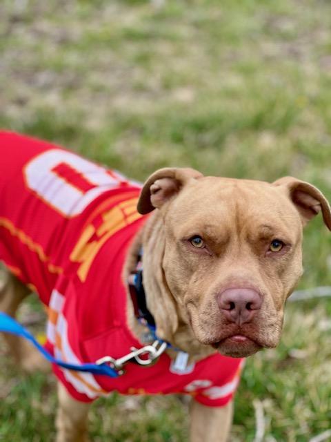 Enlarge Cowboy Crosslisted, an adopted Mixed Breed in Kansas City, MO image 1/5