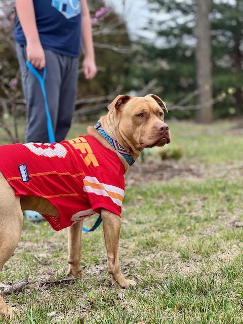Enlarge Cowboy Crosslisted, an adopted Mixed Breed in Kansas City, MO image 4/5