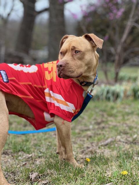 Enlarge Cowboy Crosslisted, an adopted Mixed Breed in Kansas City, MO image 5/5