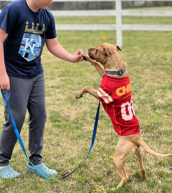 Enlarge Cowboy Crosslisted, an adopted Mixed Breed in Kansas City, MO image 2/5