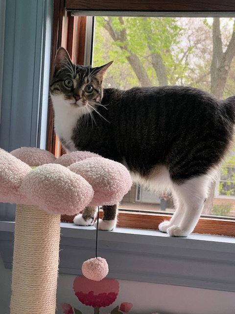 Gizmo, Adoptable, Adult Female Domestic Short Hair.