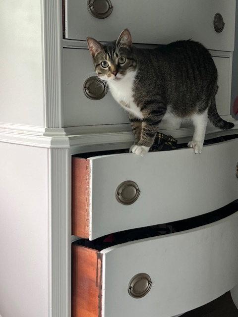 Enlarge Gizmo, a Adoptable Domestic Short Hair in Wheaton, IL image 2/3