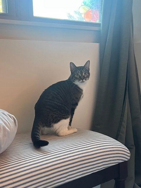 Enlarge Gizmo, a Adoptable Domestic Short Hair in Wheaton, IL image 1/3