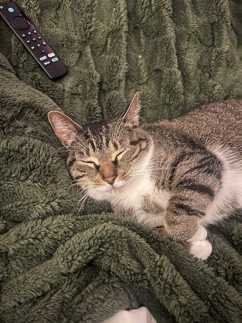 Enlarge Gizmo, a Adoptable Domestic Short Hair in Wheaton, IL image 3/3