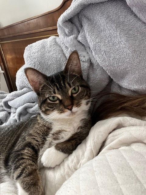 Enlarge Gizmo, a Adoptable Domestic Short Hair in Wheaton, IL image 2/3