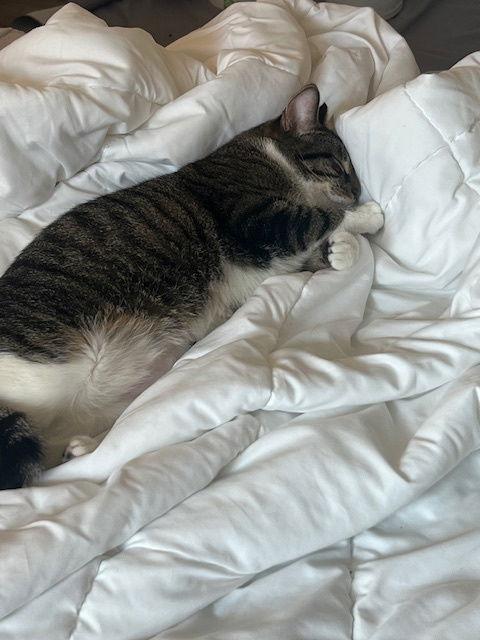 Enlarge Gizmo, a Adoptable Domestic Short Hair in Wheaton, IL image 3/3