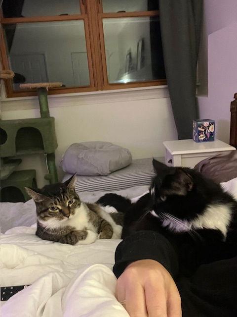 Enlarge Gizmo & Mittens (bonded pair), a Adoptable Domestic Short Hair in Wheaton, IL image 2/3