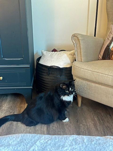 Enlarge Gizmo & Mittens (bonded pair), a Adoptable Domestic Short Hair in Wheaton, IL image 3/3