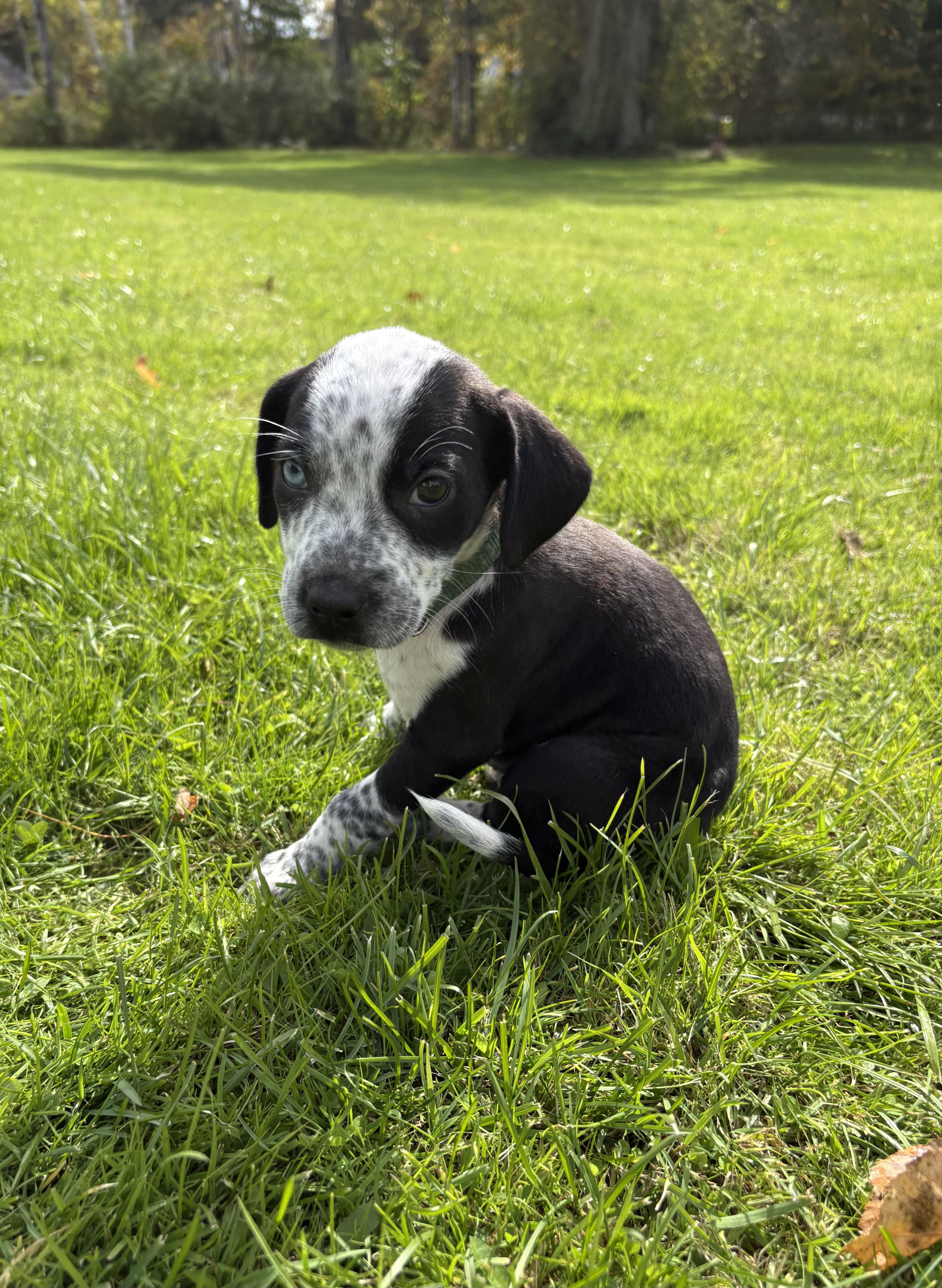 Enlarge Boo- Little Monster Litter, a Adoptable mixed breed in West Nyack, NY image 4/5