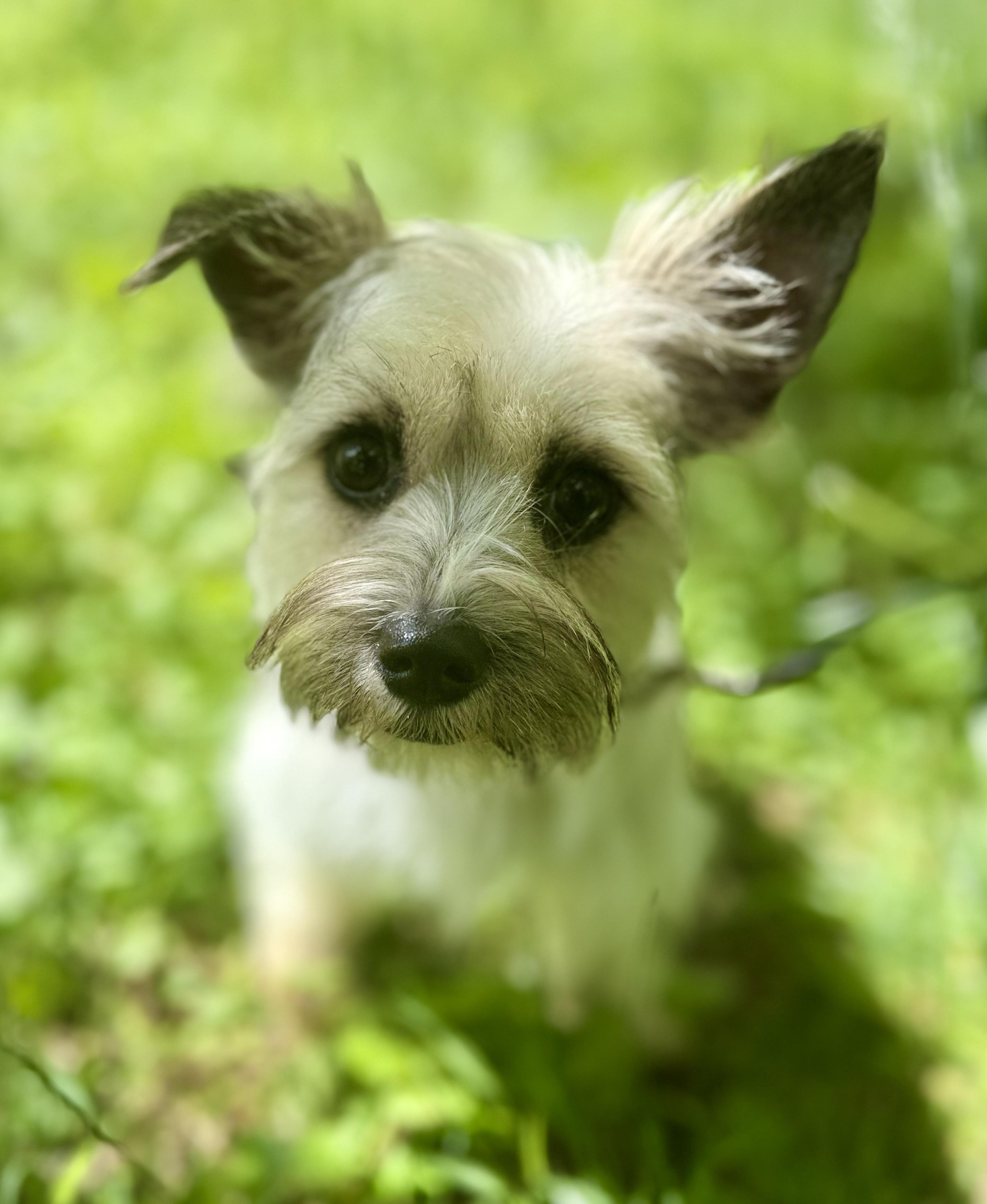 Enlarge Roxie, an adopted mixed breed in Tomkins Cove, NY image 4/5