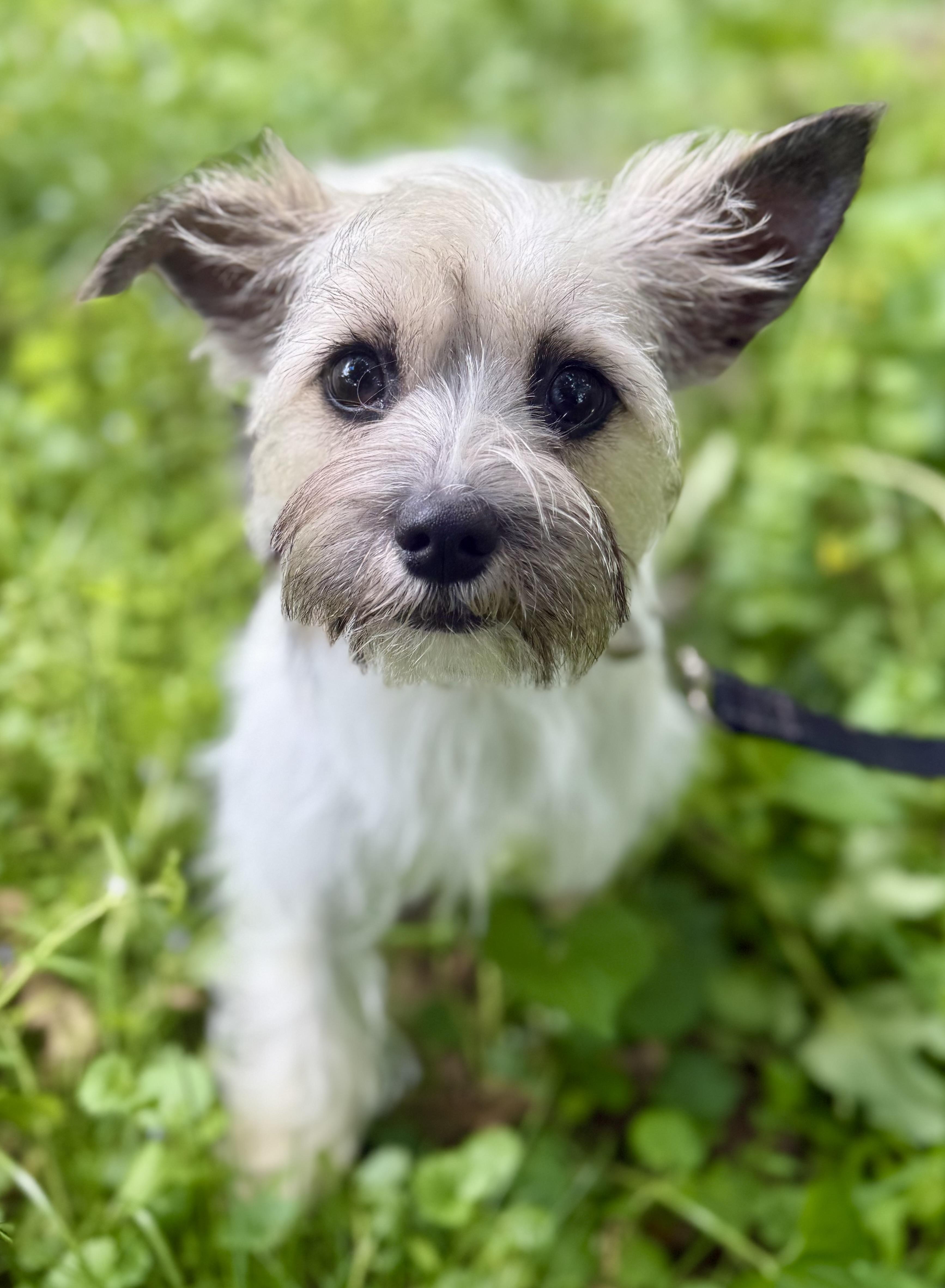Enlarge Roxie, an adopted mixed breed in Tomkins Cove, NY image 1/5