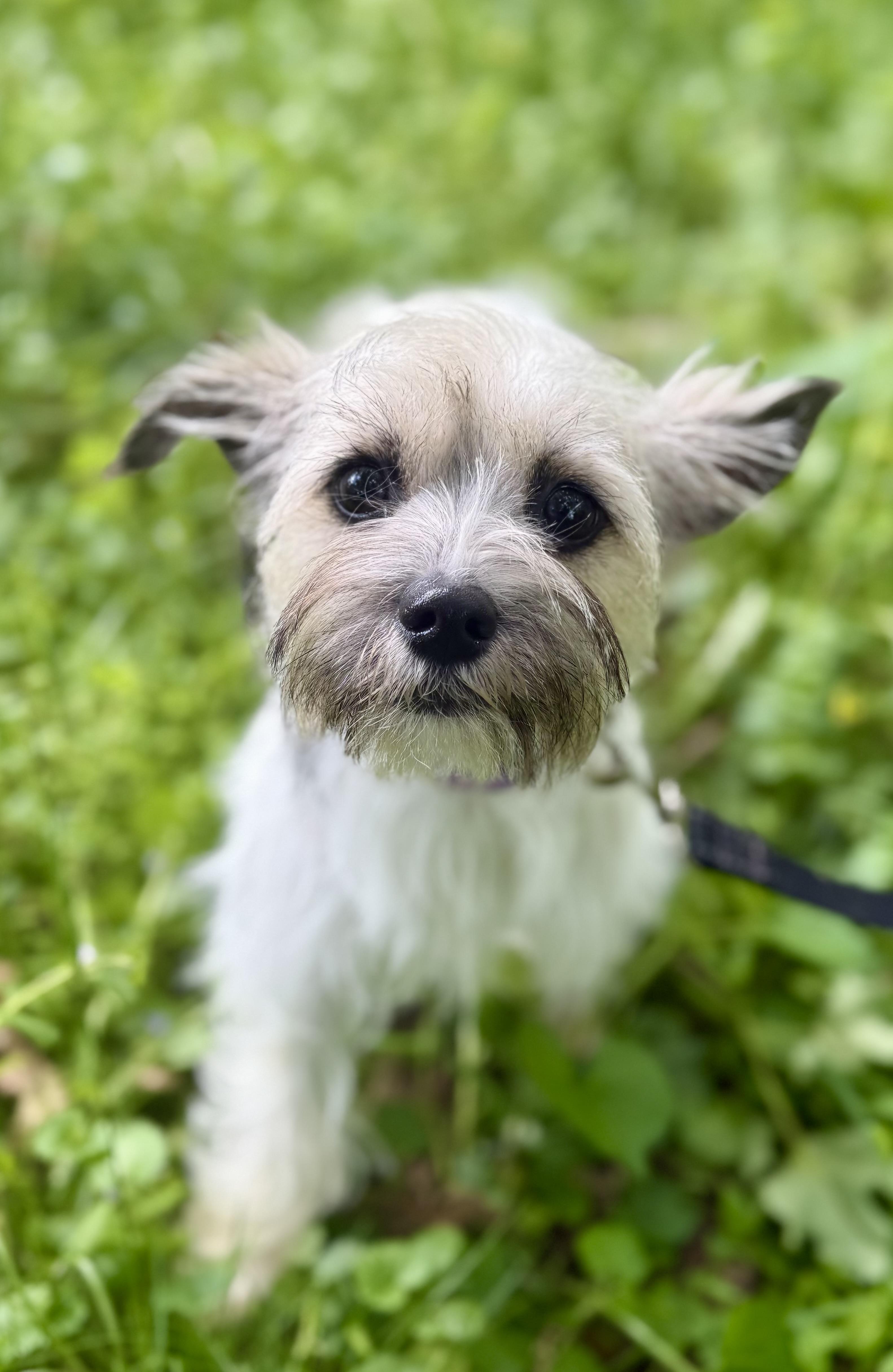 Enlarge Roxie, an adopted mixed breed in Tomkins Cove, NY image 3/5