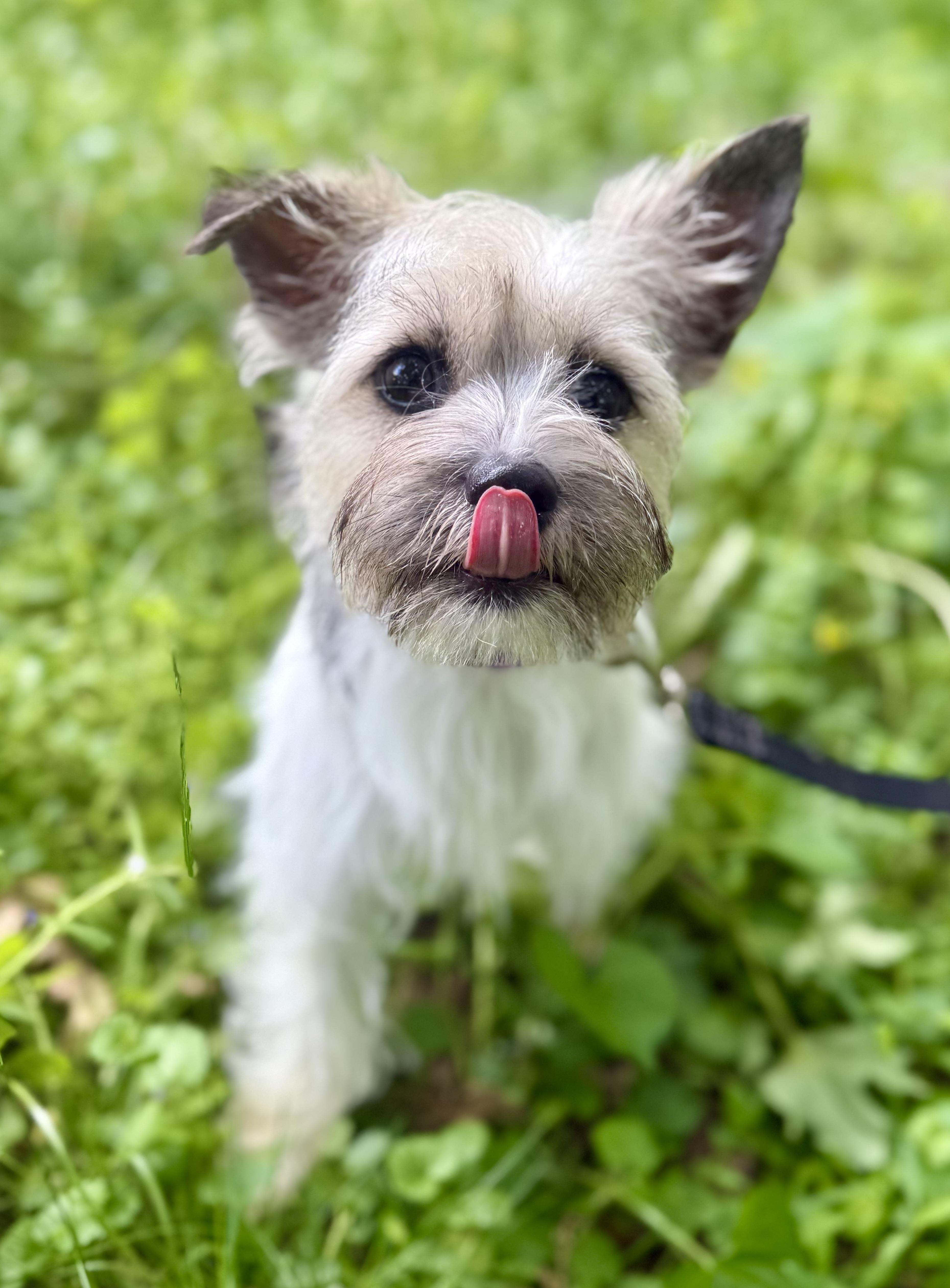 Enlarge Roxie, an adopted mixed breed in Tomkins Cove, NY image 2/5