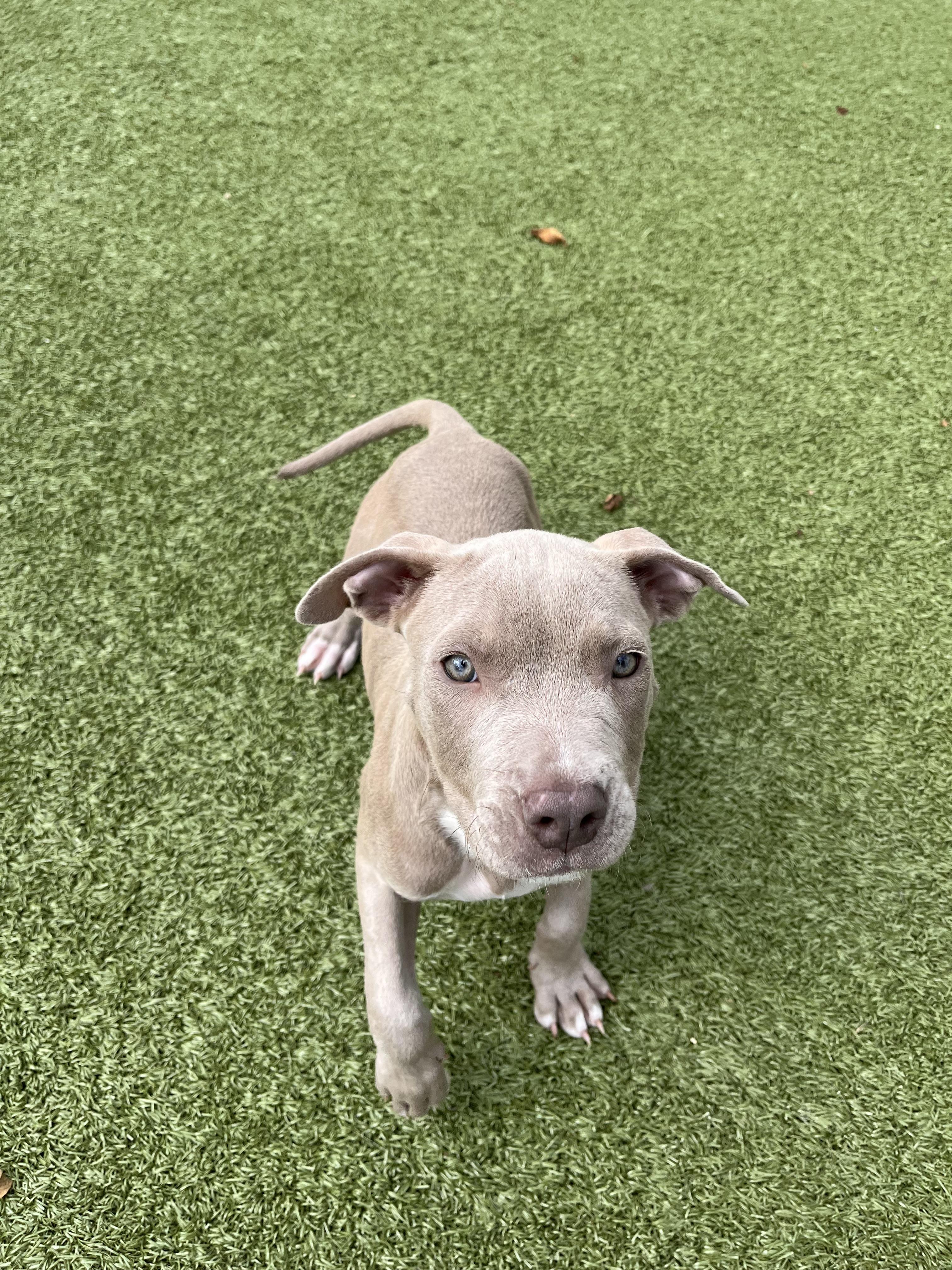 Enlarge Gimlet, an adopted Pit Bull Terrier in Vernon Hills, IL image 1/1