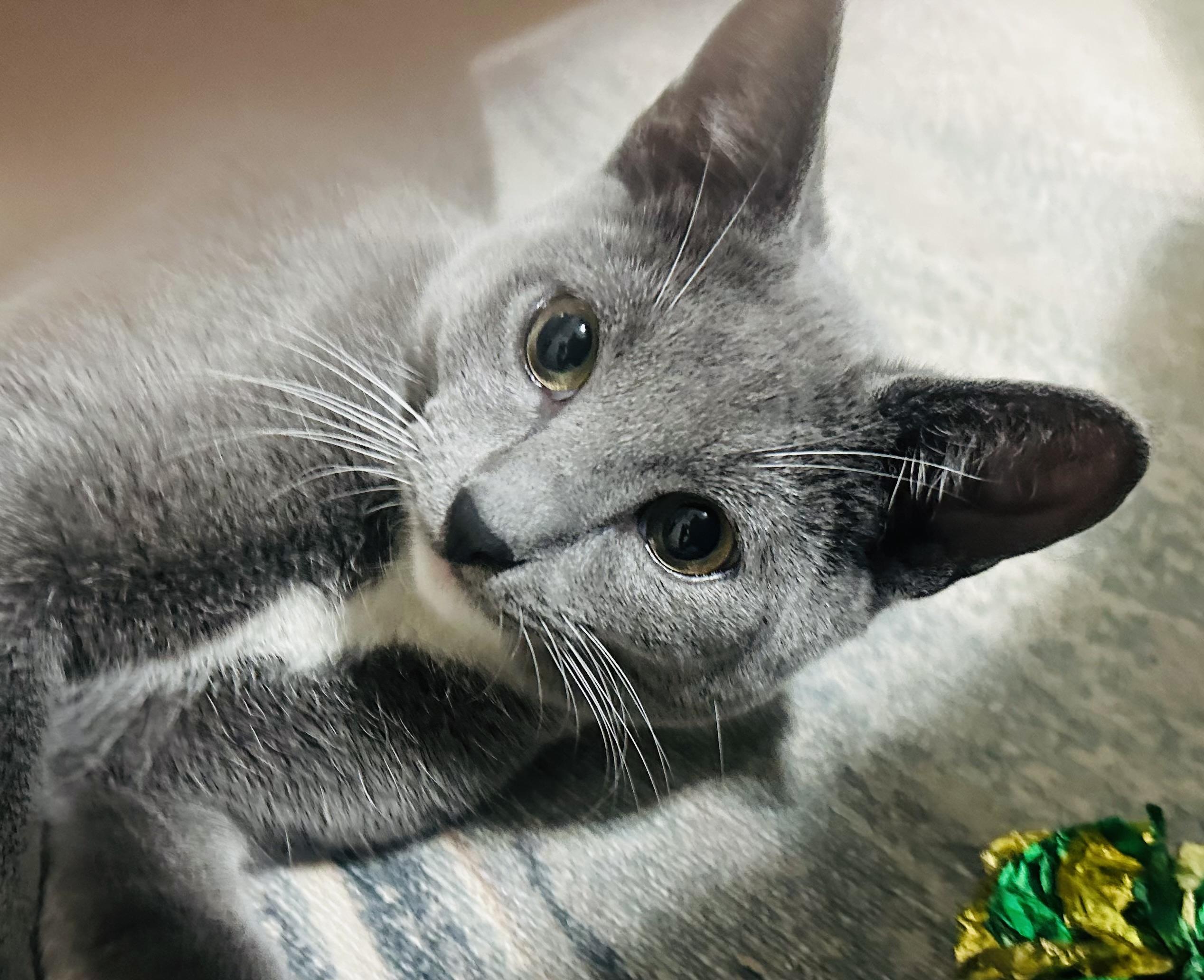 Roman, a Adopted Domestic Short Hair in San Francisco, CA image 2/6