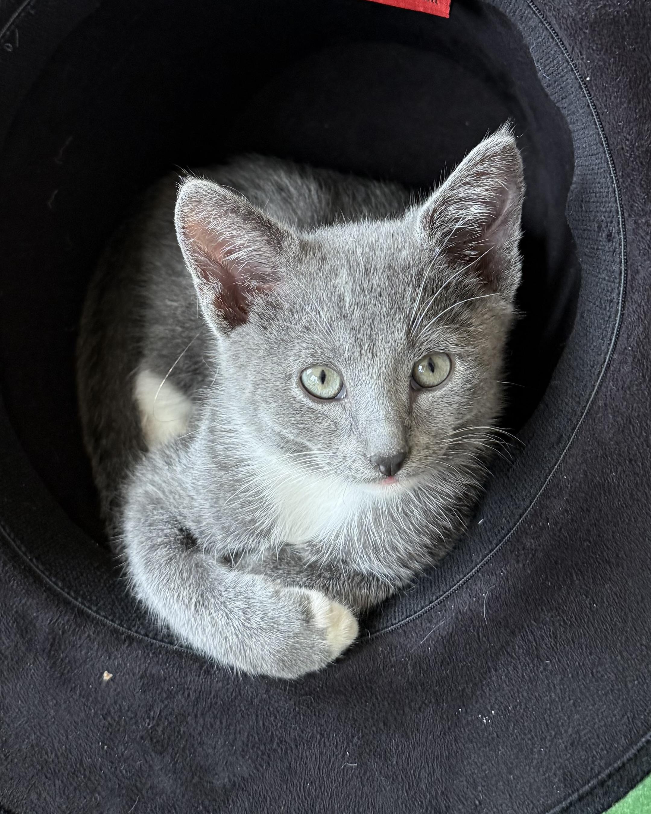 Roman, a Adopted Domestic Short Hair in San Francisco, CA image 4/6