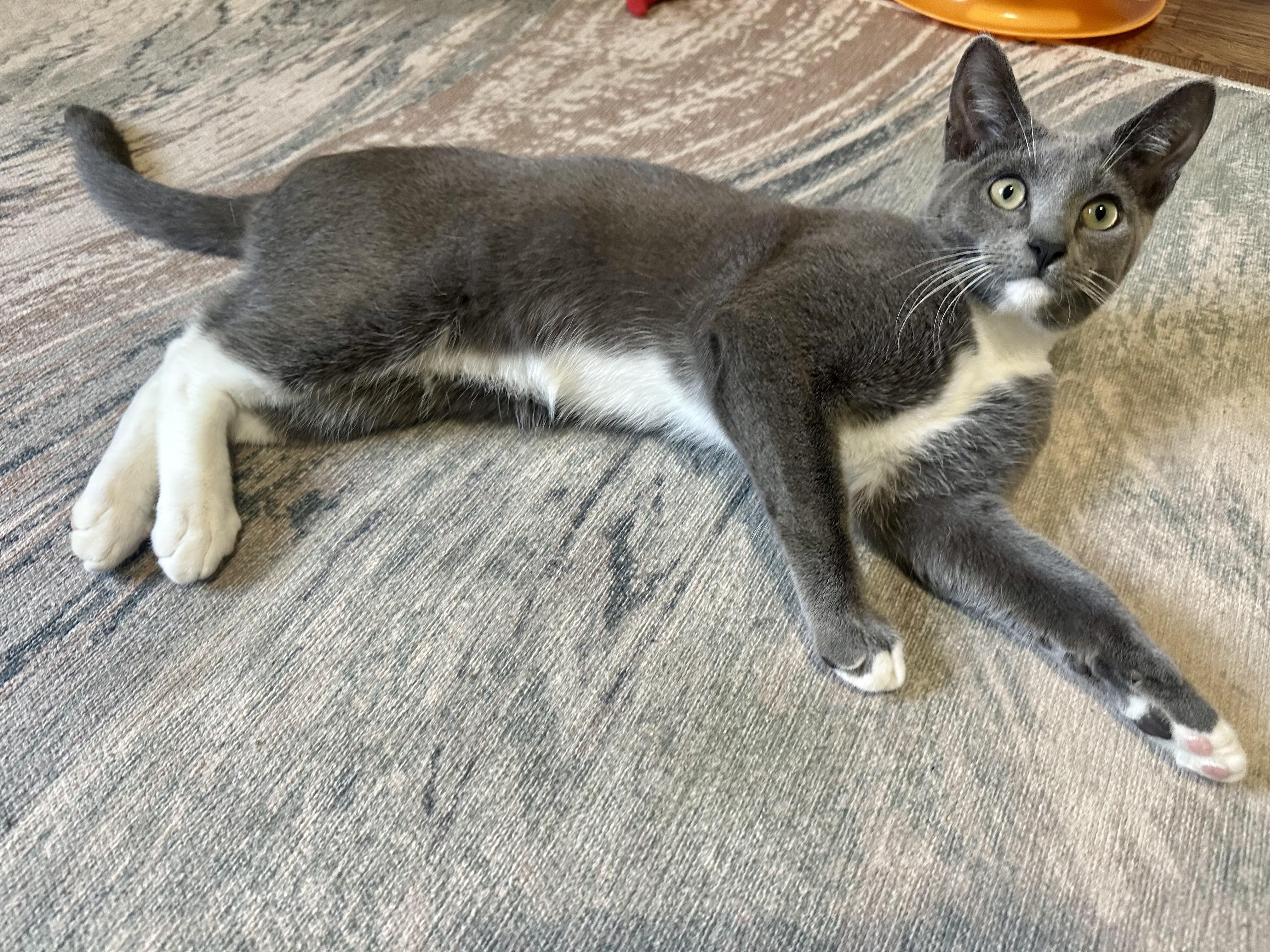 Roman, a Adopted Domestic Short Hair in San Francisco, CA image 5/6