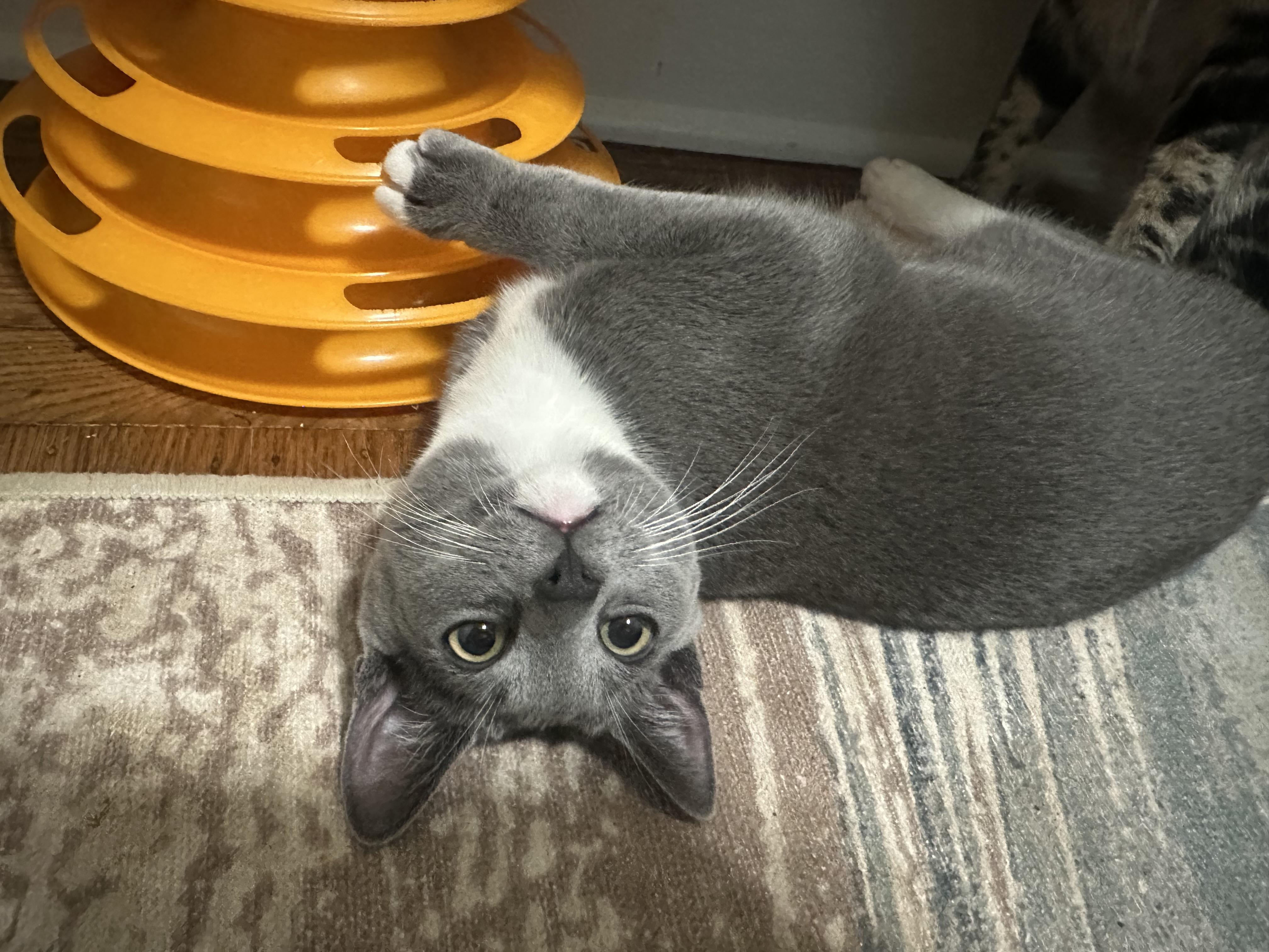 Roman, a Adopted Domestic Short Hair in San Francisco, CA image 6/6