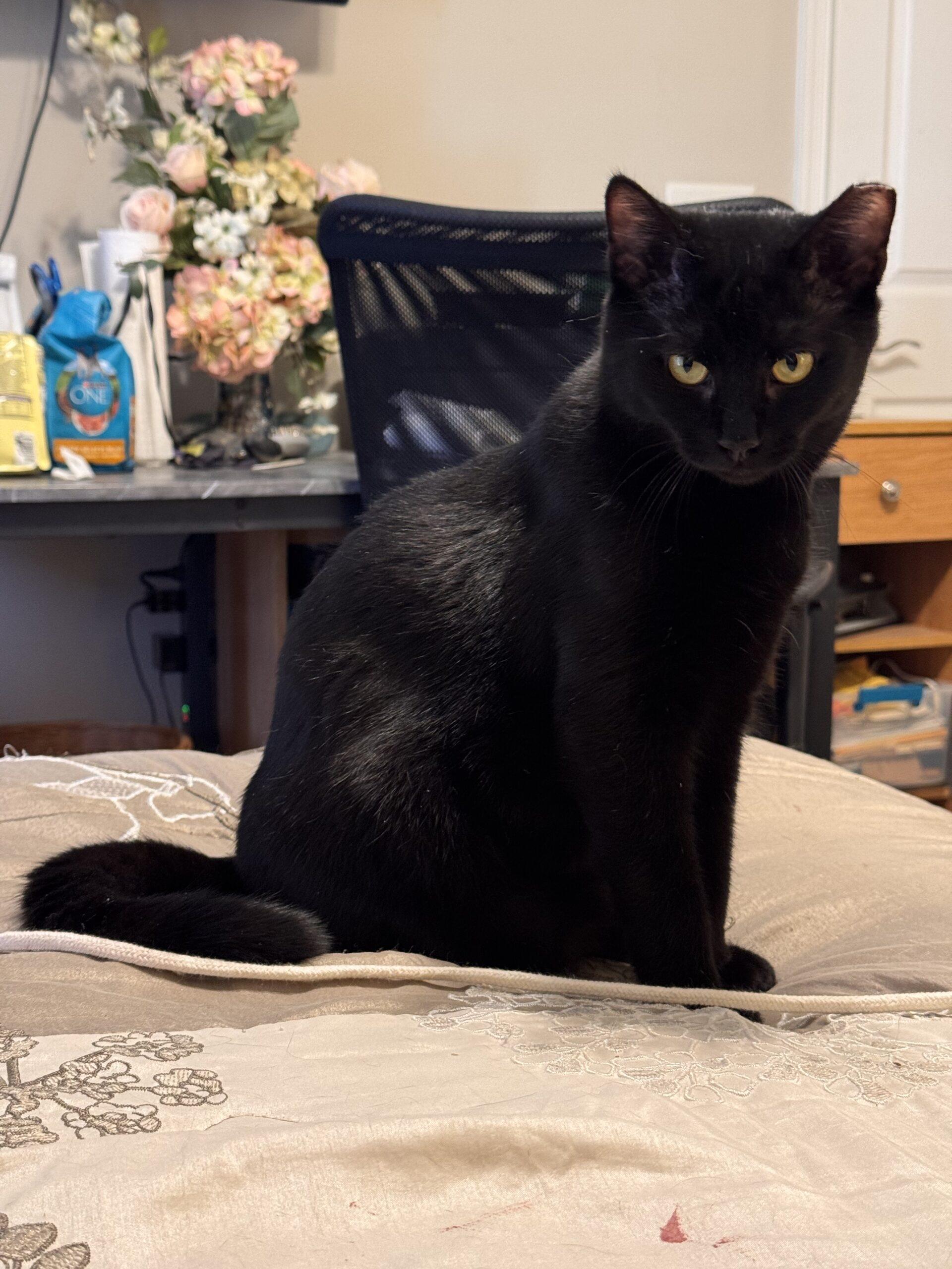 Midnight, Adoptable, Young Male Domestic Short Hair.