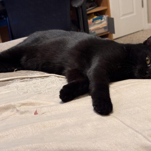 Enlarge Midnight, a Adoptable Domestic Short Hair in Seven Valleys, PA image 1/2