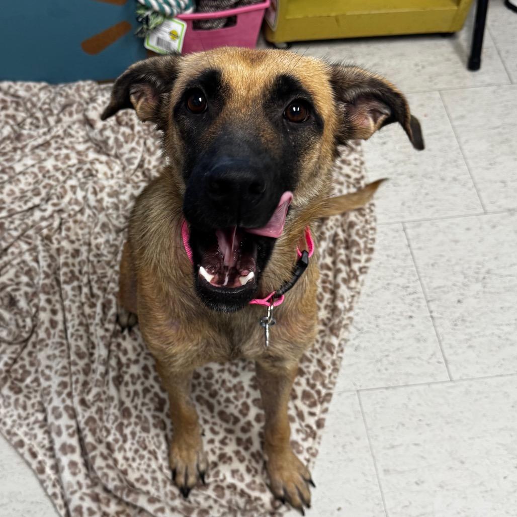 Enlarge Star, a Adoptable mixed breed in Clarksdale, MS image 2/3