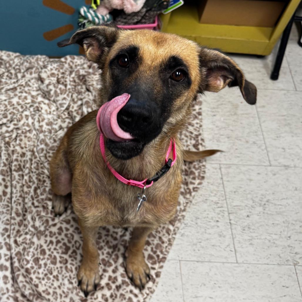 Enlarge Star, a Adoptable mixed breed in Clarksdale, MS image 3/3