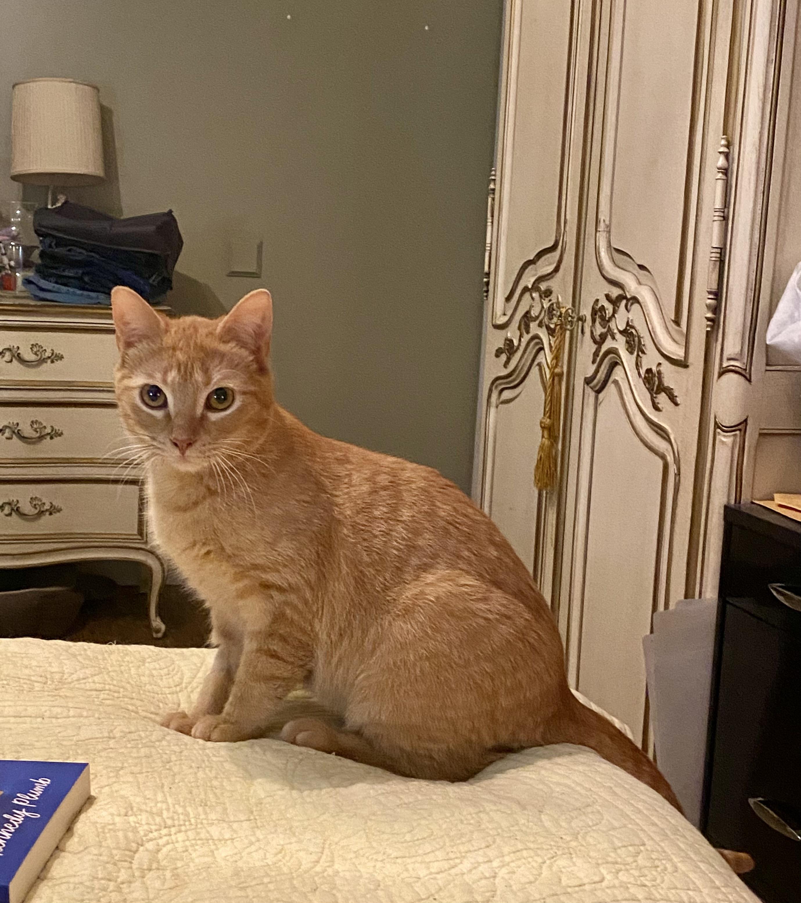 Finch, Adoptable, Young Male Domestic Short Hair.