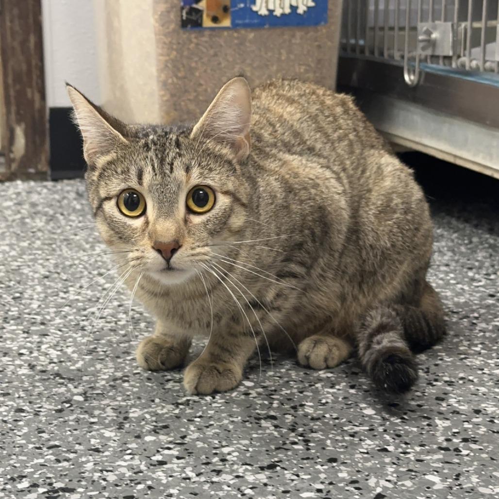 Enlarge Peekaboo, a Adoptable Domestic Short Hair in Kansas City, KS image 1/1
