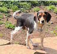 Enlarge Oreo, an adoptable Beagle in Alburtis, PA image 2/3