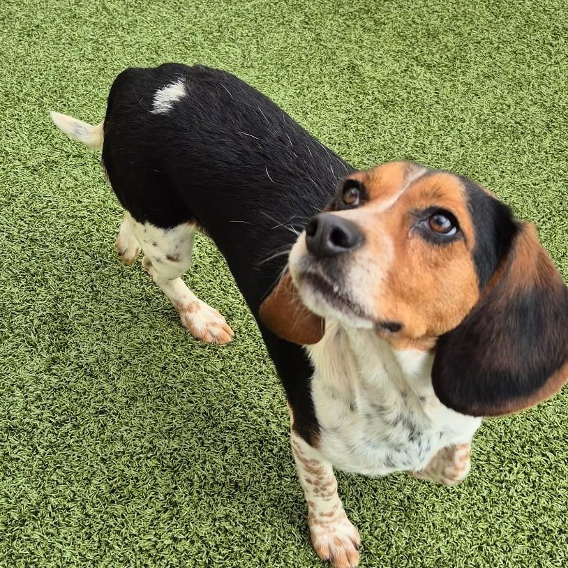 Oreo, adoptable, Young Female Beagle.