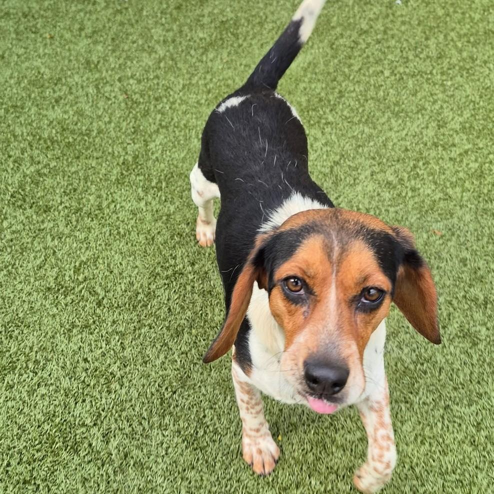 Enlarge Oreo, an adoptable Beagle in Alburtis, PA image 3/3