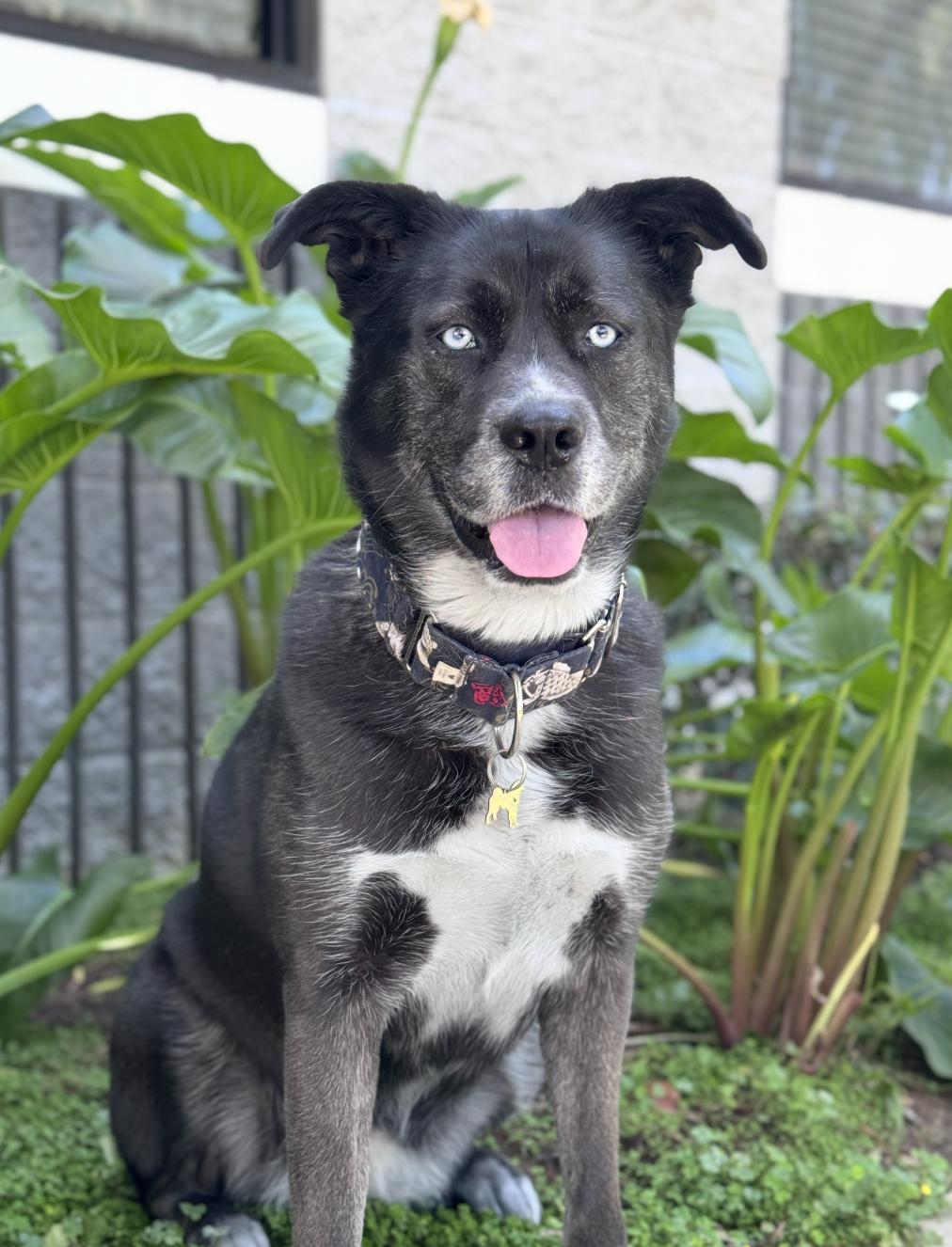 Remy, ADOPTABLE, Adult Female Husky.