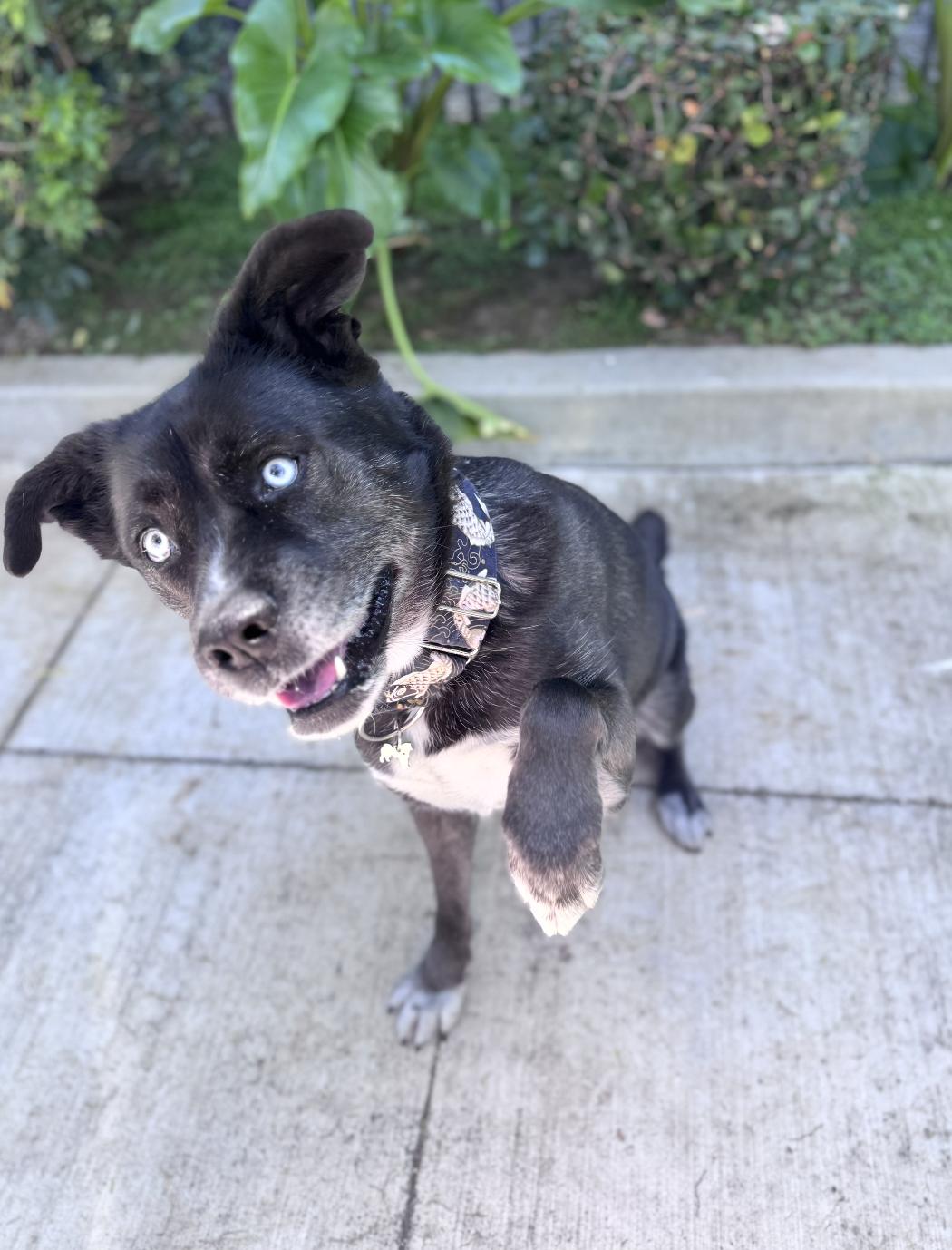 Enlarge Remy, a ADOPTABLE mixed breed in Los Angeles, CA image 3/3