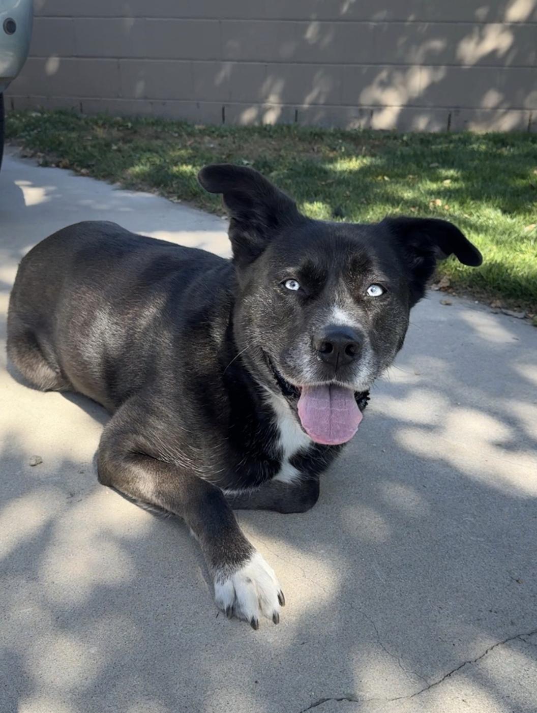 Enlarge Remy, a ADOPTABLE mixed breed in Los Angeles, CA image 2/3
